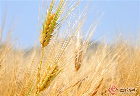 云南弥勒：15万亩小麦迎收割_云南网