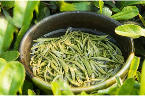 各类茶叶的特点,品质,茶水_大山谷图库