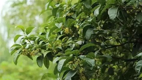 桂花品种有哪些？常见的桂花树品种介绍-种植技术-中国花木网