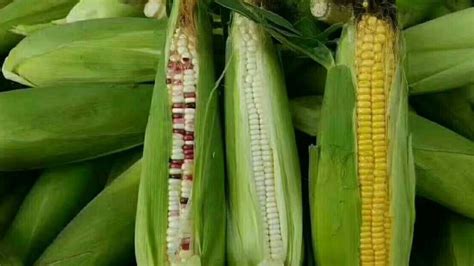 转基因玉米与普通玉米的区别是什么？ - 惠农网