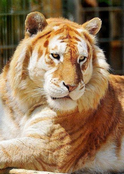 自然界5种颜色的老虎, 你觉得哪种最霸气?|白虎|孟加拉虎|斑纹_新浪新闻