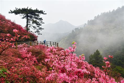 三月第一天，樱花依旧开！武汉东湖樱花园樱花开始绽放
