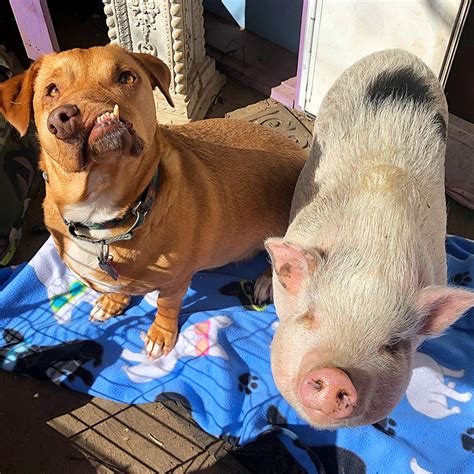 美国小猪和狗狗成好朋友 跨界友谊令人感动