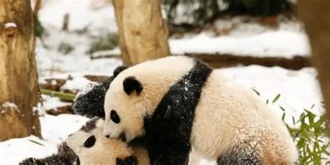 旅美大熊猫“美香”被照顾不周？华盛顿动物园回应_手机新浪网