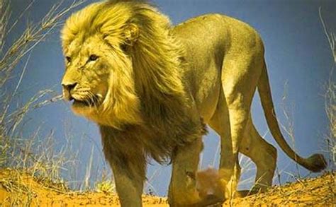 狮子图片-黑色背景下一只正面的凶猛的美丽狮子素材-高清图片-摄影照片-寻图免费打包下载
