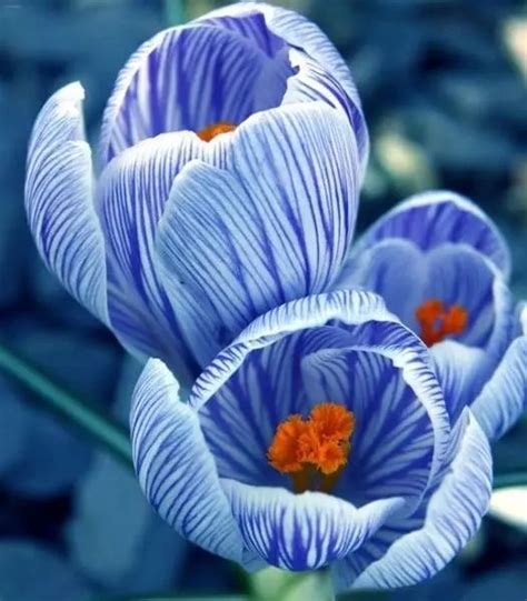 世界上36种罕见的花,12上最稀有的花,上最优雅的花(第10页)_大山谷图库