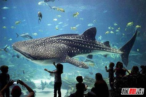 海洋中最大的鱼多大？淡水中最大的鱼多大？历史上最大的鱼多大？