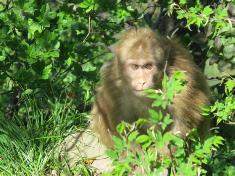 野生猴群鲜为人知的生活，尽在纪录片《黄山短尾猴》