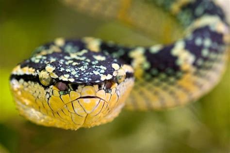 江西毒蛇大全图片 分布在江西的毒蛇有哪些|自然探索|奇说-红叶网