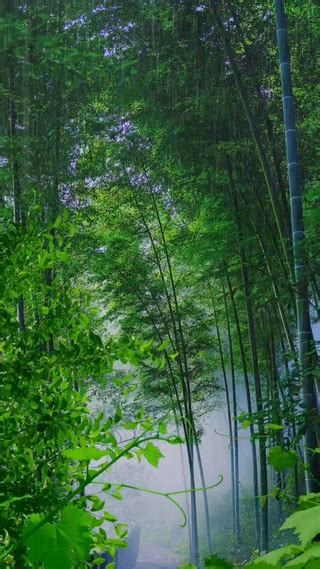 雨中竹林(风景手机动态壁纸) - 风景手机壁纸下载 - 元气壁纸