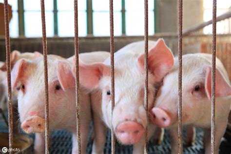 浙江台州：到2021年出栏生猪130万头、自给率59%以上_肉交所