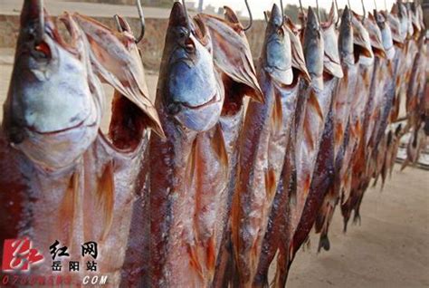 东钱湖冬捕“第一网”来了！今年的“鱼王”是一条80多斤的青鱼，拍卖价格……