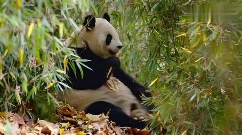 实拍大熊猫爬树进退两难：掉下来的一瞬间，人群一阵欢呼