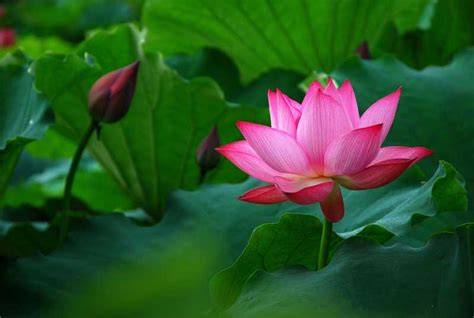 一朵莲花图片