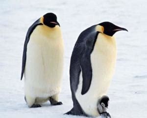 可爱的企鹅,为什么会被称为“自然界中最腹黑的动物”?