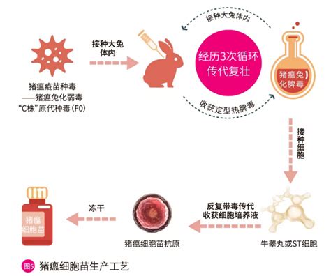 中国科学家成功解析非洲猪瘟病毒结构 助力新型疫苗开发-媒体报道-中国农业科学院哈尔滨兽医研究所