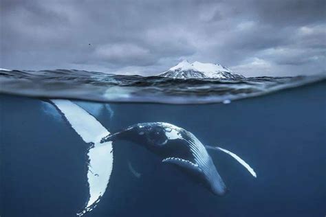 谁才是有史以来的最强的鲸鱼？虎鲸、梅尔维尔鲸还是龙王鲸？
