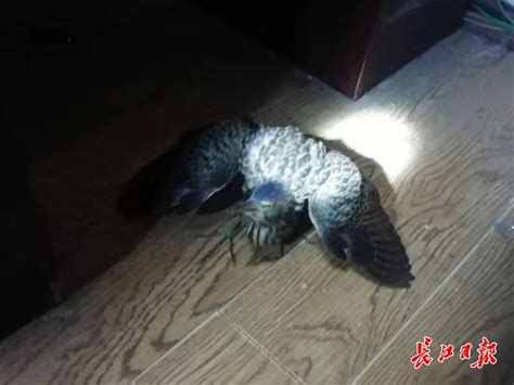 居民捡到一只怪鸟，喂鱼虾，它还拽_武汉_新闻中心_长江网_cjn.cn
