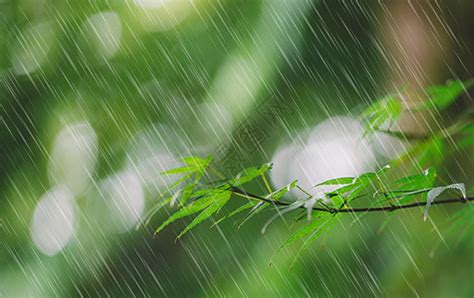 雨天的柳树图片大全,雨中柳树图片大全,雨和柳树图片_大山谷图库
