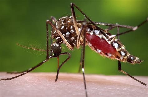最新研究：人类皮肤分泌的酸性物质更容易“招蚊子”凤凰网江西_凤凰网