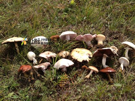 九月坝上寻找童年的记忆之捡蘑菇-坝上草原旅游网