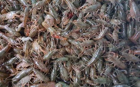 小龙虾是外来物种，在野外泛滥成灾，为什么价格还那么贵？