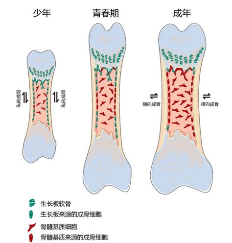 骨_《组织学与胚胎学》_【中医宝典大全】