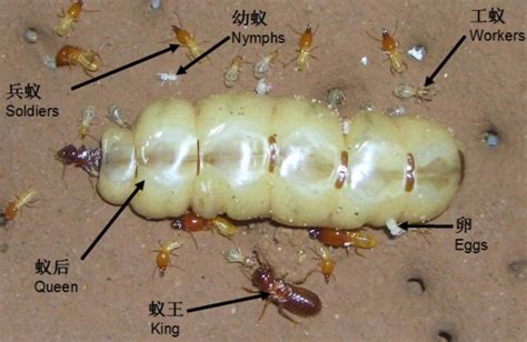 上海白蚁爆发 白蚁危害有哪些？如何防治白蚁？-导购网