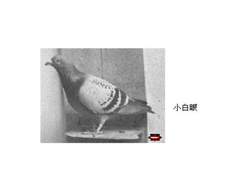 詹森名鸽欣赏-中国信鸽信息网相册