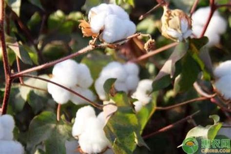 棉花是什么植物-农百科