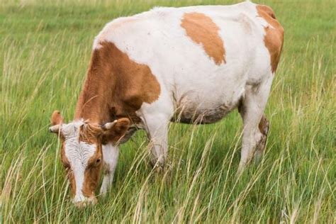 夏洛莱牛销售$肉牛多少钱一头批发价格 山东济宁 西门塔尔牛 牛-食品商务网