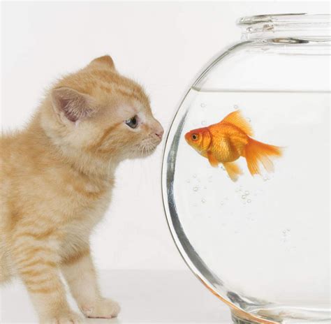 小猫看鱼缸里的金鱼图片-看着金鱼从鱼缸跳出来的小猫素材-高清图片-摄影照片-寻图免费打包下载