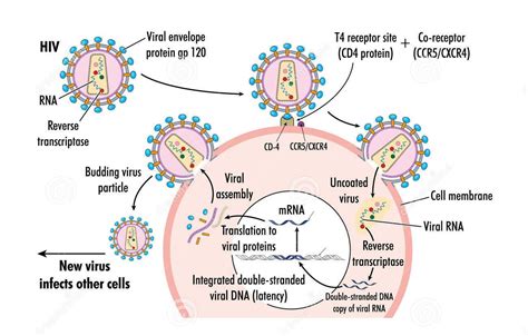 图 3 新型冠状病毒传播途径