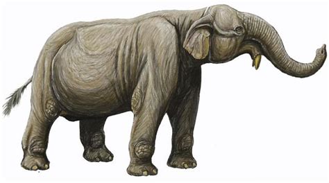 古菱齿象是体型最大的大象 一头成年象可达10-14吨_探秘志