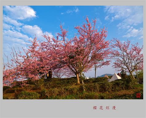 烂漫樱花非主流头像