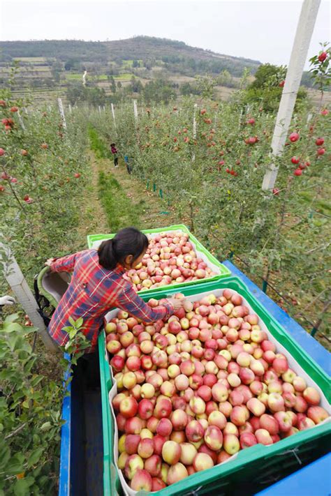 灵宝：国内最大规格特种石墨实现量产_静压_产品_技术