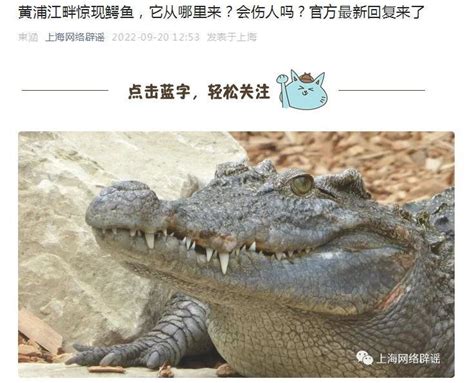 黄浦江畔惊现鳄鱼！啥情况？上海港航公安：确有其事，正在抓……_凤凰网