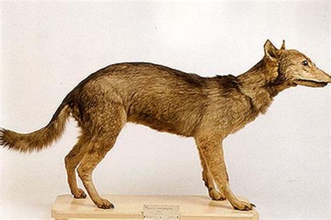 历史上的今天9月7日_1936年袋狼灭绝。