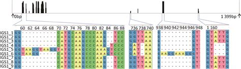 金针菇rDNA序列结构特征分析