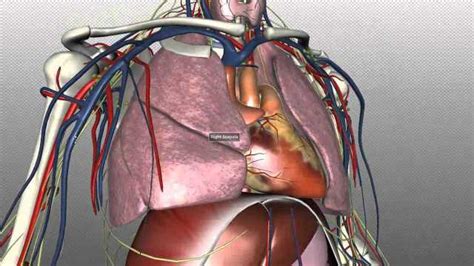 人体胸腔纵隔解剖-英文
