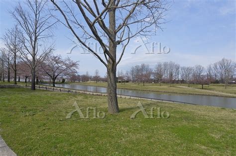 新潟県 新潟県スポーツ公園のカナール運河と桜並木 [37671928]の写真素材 - アフロ
