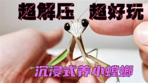 兰花螳螂怎么养 如何饲料兰花螳螂_知秀网