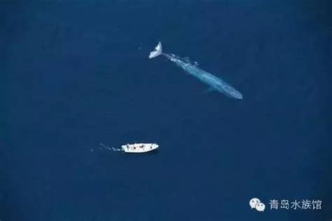 【海洋生物科普】蓝鲸-青岛水族馆官方网站