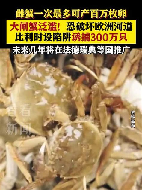 比利时大闸蟹泛滥怎么回事 中国能买到比利时进口的大闸蟹吗 - 装修保障网