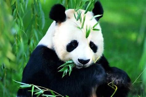 国宝大熊猫的资料