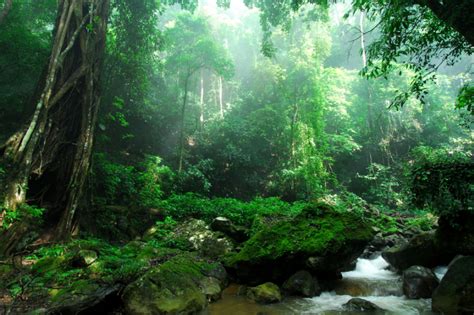 第6名 西双版纳热带雨林 | 中国国家地理网