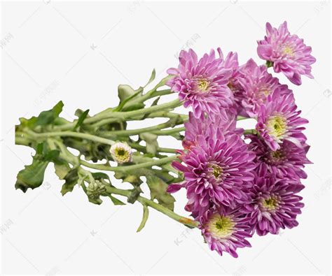 紫色菊花花束素材图片免费下载-千库网
