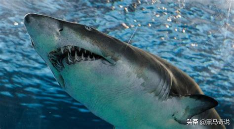 世界上最恐怖的海洋生物：Top10 - 一起盘点网