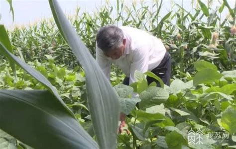 全省大豆玉米带状复合种植巡回观摩指导活动在如皋举行-南通市农业农村局