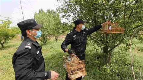 男子架设粘网、捕鸟笼涉嫌非法狩猎被抓，警方解救21只野生鸟-新闻频道-和讯网